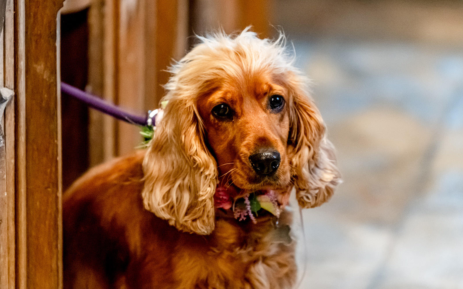 Capture Every Moment Photography Cirencester Coronavirus Real Wedding Dog