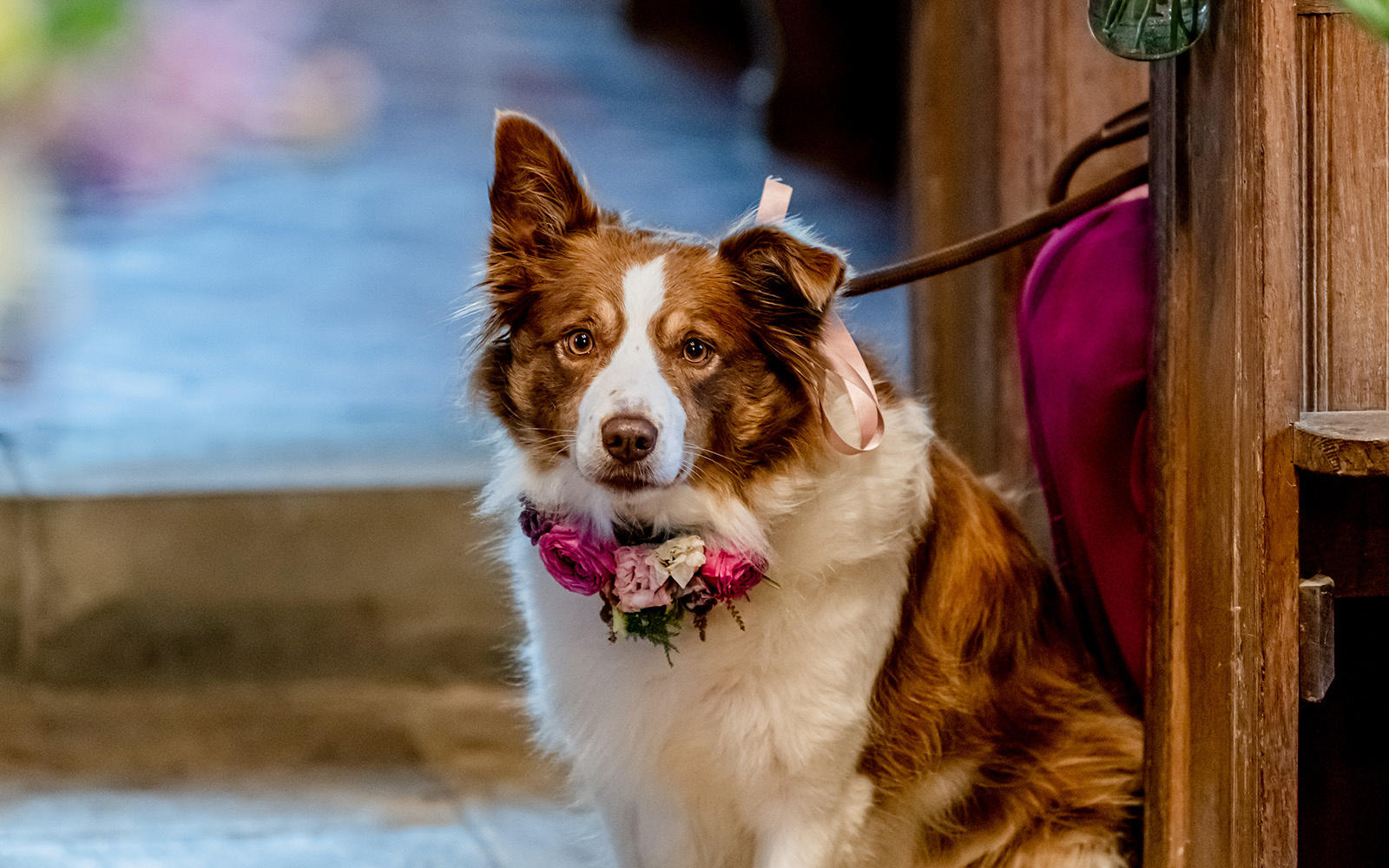 Capture Every Moment Photography Cirencester Coronavirus Real Wedding Dog